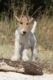 FOX TERRIER 066